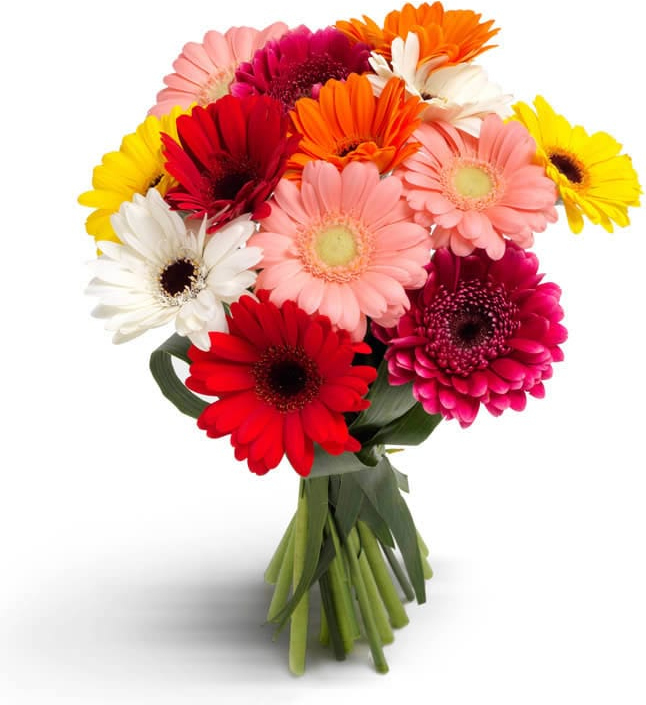 Герберы микс №3